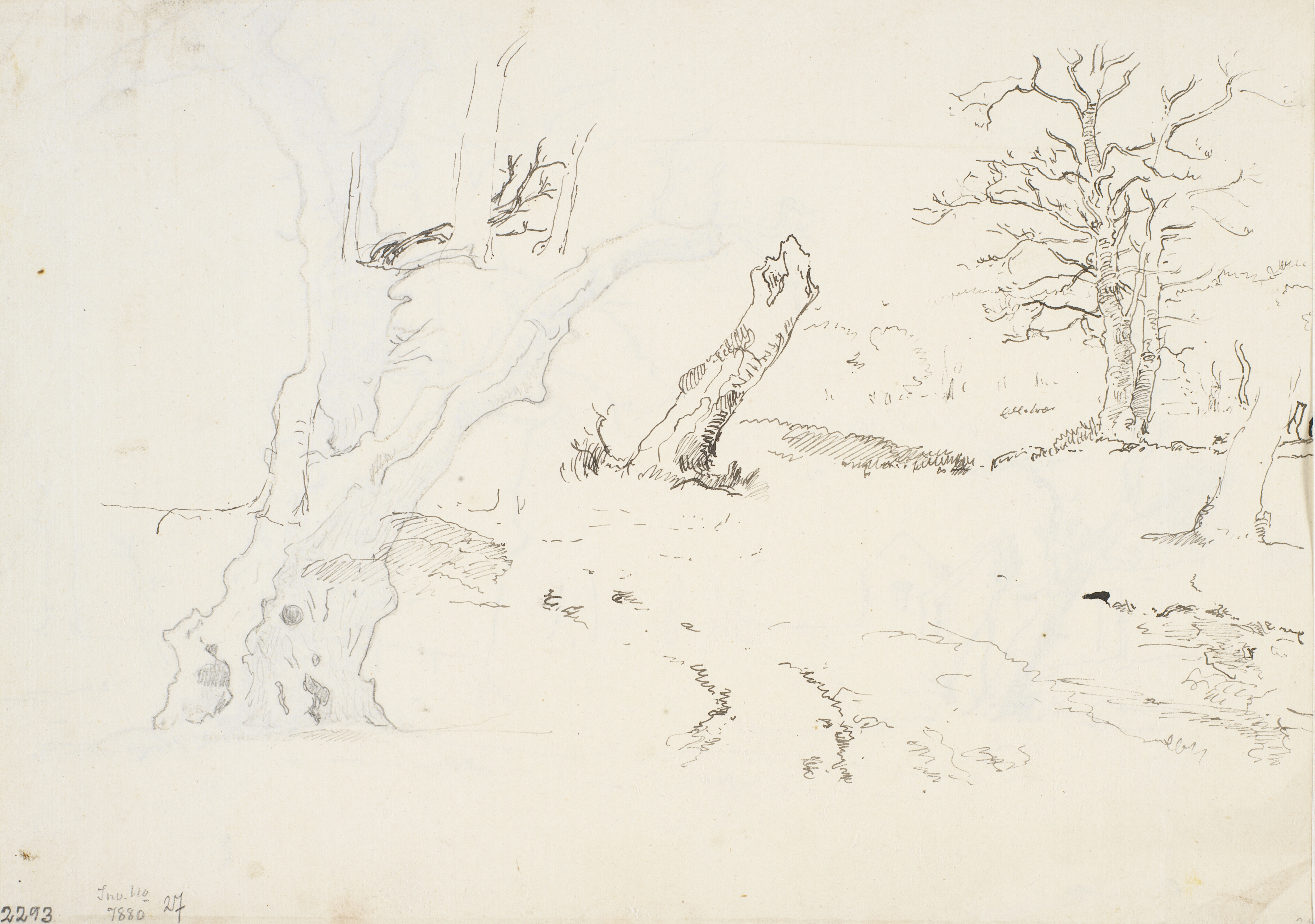 Landskab med spredte egetræer